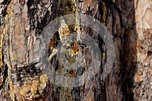 a drop of amber resin flows down a tree trunk