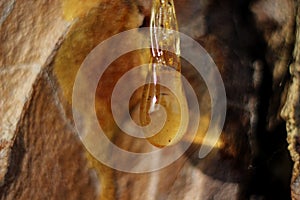 a drop of amber resin flows down a tree trunk