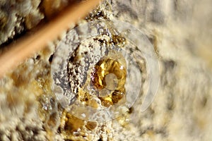 a drop of amber resin flows down a tree trunk