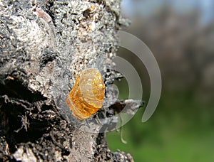 Drop of apricot wood tar.Tree resin.