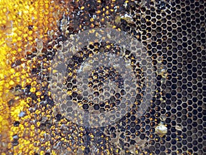 Drop of bee honey drip from hexagonal honeycombs