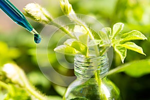 drop of biochemical on tube with young plant grown in bottle