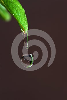 A drop of clear water frozen on the tip of a leaf of grass