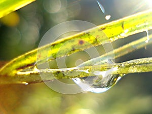 Drop of crystal clear water hanging from a yellowish palm leaf.