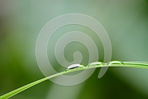 A drop of dew on a blade of grass