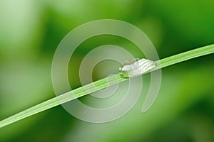 A drop of dew on a blade of grass
