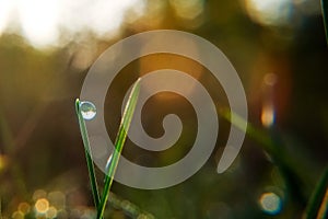 Drop of dew on blade of grass in early morning