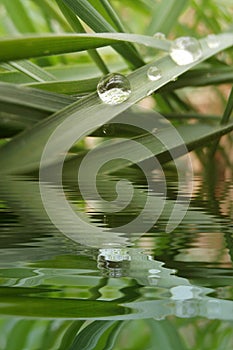 Drop of dew on grass with water refections