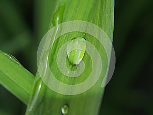 A drop of dew on a green blade of grass.