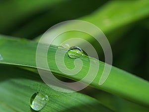 A drop of dew on a green blade of grass.