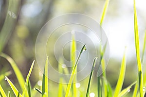 Drop of dew on a green blade of grass, spring fresh young grass in the dew and sparkles of the sun`s rays