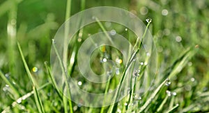 Drop of dew on a green blade of grass, spring fresh young grass in the dew and sparkles of the sun`s rays
