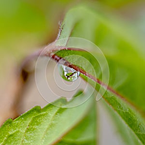 A drop of dew on a green leaf of a hibiscus bush