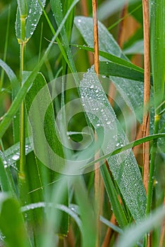 Drop of dew in morning on leaf