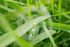 Drop of dew in morning on leaf