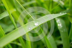 Drop of dew in morning on leaf