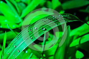 Drop of dew in morning on leaf with sun light on a green leaf macro.