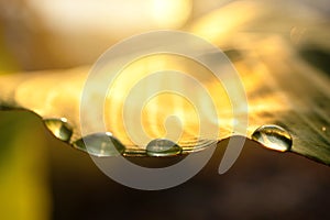 Drop of dew in morning on leaf with sun light. low angle