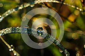 Drop of dew in morning on leaf with sunlight