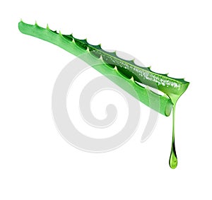 Drop drips from a cut aloe vera stem close up isolated on a white background