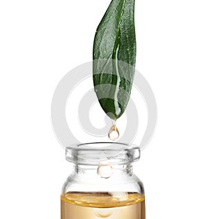 Drop of essential oil falling from leaf into glass bottle