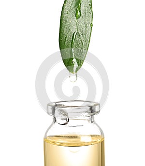 Drop of essential oil falling from leaf into glass bottle