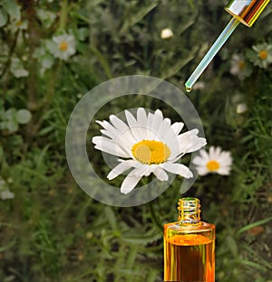 A drop falls from a dropper of essential oil, essence aromatherapy or medicinal fluid.Chamomile oil.Floral background. Space for