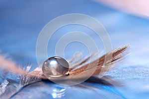 Drop on the feather. Abstract beautiful macro. Artistic image.