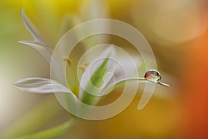 Drop,floral background closeup.Tranquil abstract art photography.Print for Wallpaper.Floral fantasy design.Nature,spring,yellow.