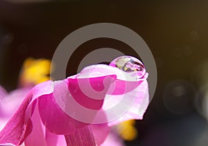 Drop on the flower