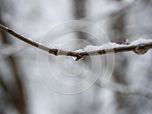 A drop of frozen water on a branch during the day in the forest. Blurred winter landscape in the background