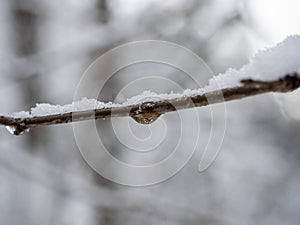 A drop of frozen water on a branch during the day in the forest. Blurred winter landscape in the background