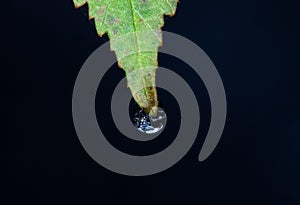 Drop of frozen water hanging from a leaf