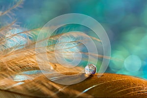 A drop on the golden feather of the bird on an emerald background. Beautiful stylish macro.