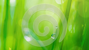 Drop on grass and green background