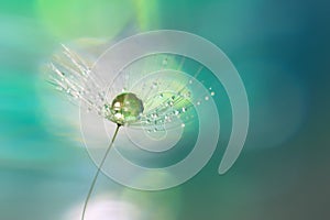 A drop of green on the dandelion seed closeup.Beautiful background of turquoise and green shades.