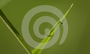 Drop on a green grass blade