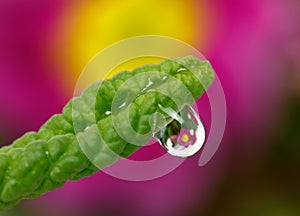 Drop with green grass and flowers