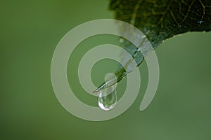 Drop hanging on leaf tip