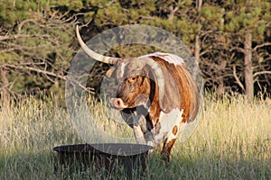 Drop horn long horn cow