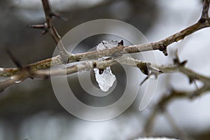 Drop of ice on a branch of a tree at sunset