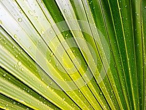 It is drop on leaves.