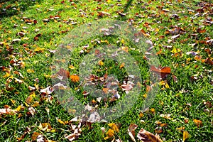 Drop leaves and meadow in autumn