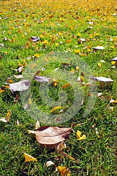 Drop leaves and meadow in autumn