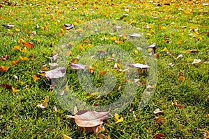 Drop leaves and meadow in autumn