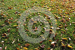 Drop leaves and meadow in autumn