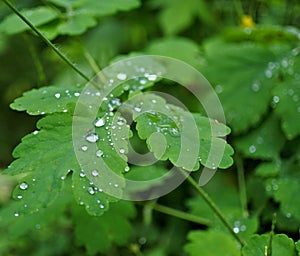 Drop of morning dew on the grass