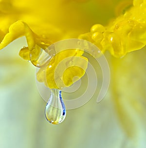 Drop on the petal of Daffodil flower