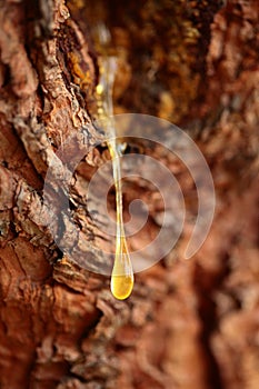 Drop of pine resin