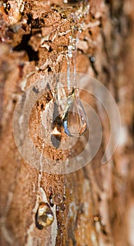 Drop of pine resin